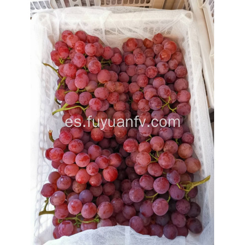 Yunnan Uvas precio bajando